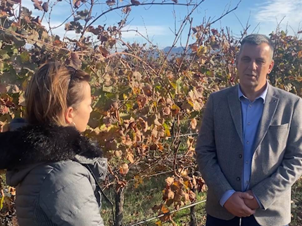  zavrsena berba grozdja na plantazama 