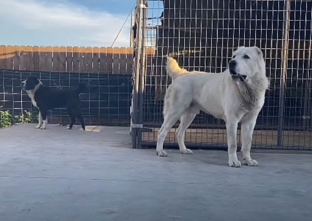  Najopasnija rasa pasa za djecu 