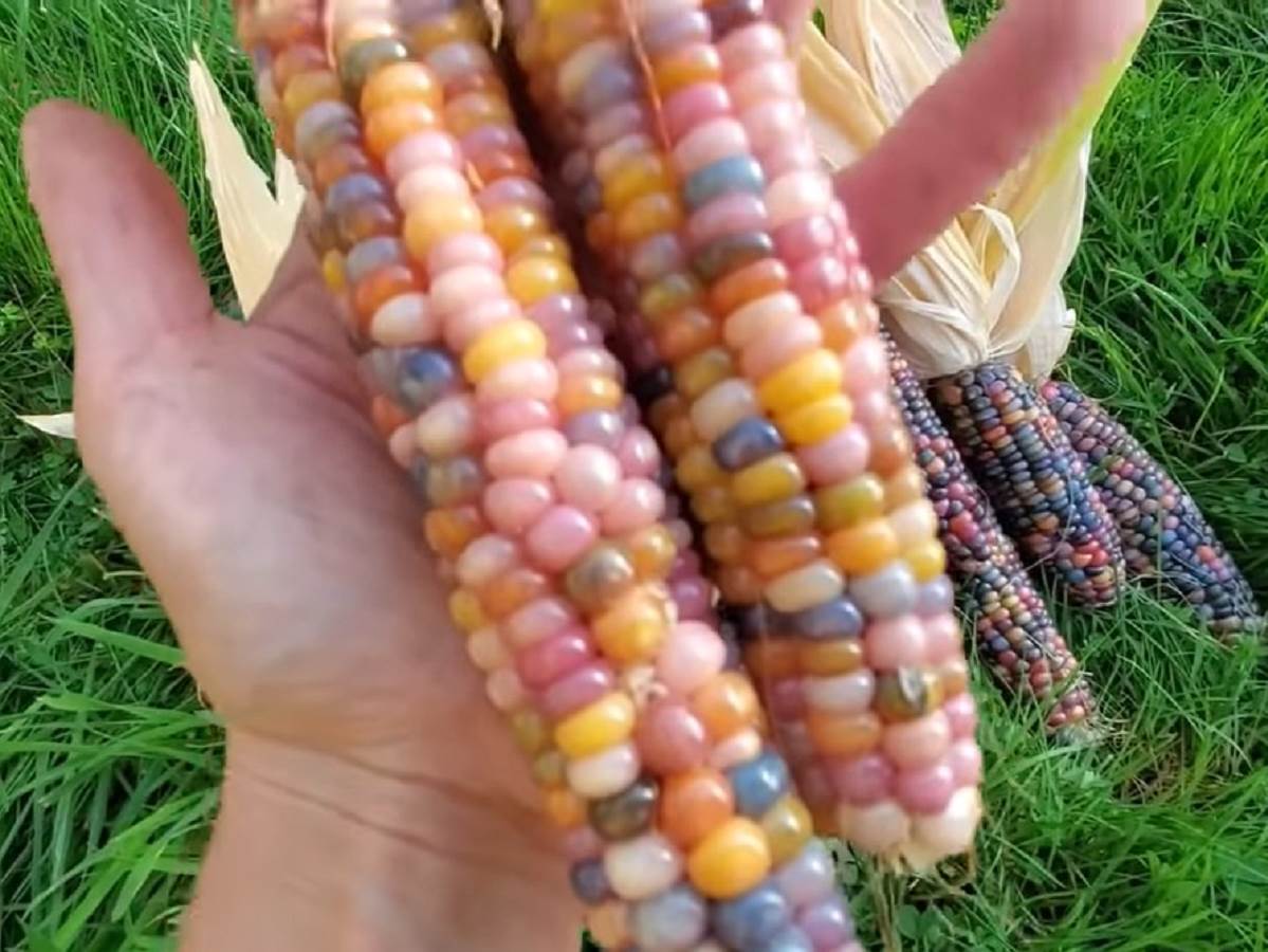  sareni kukuruz hit na mrezama 