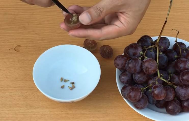  sjemenke iz grozdja zdravlje 