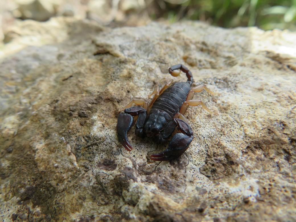  skorpije izasle i izujedale ljude 