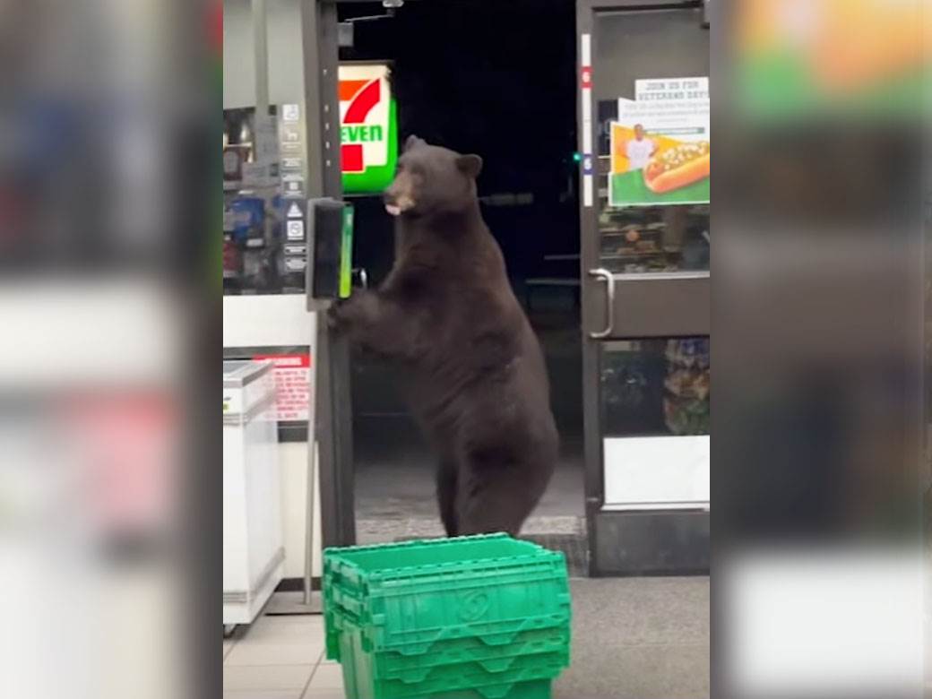  medvjed usao u prodavnicu 