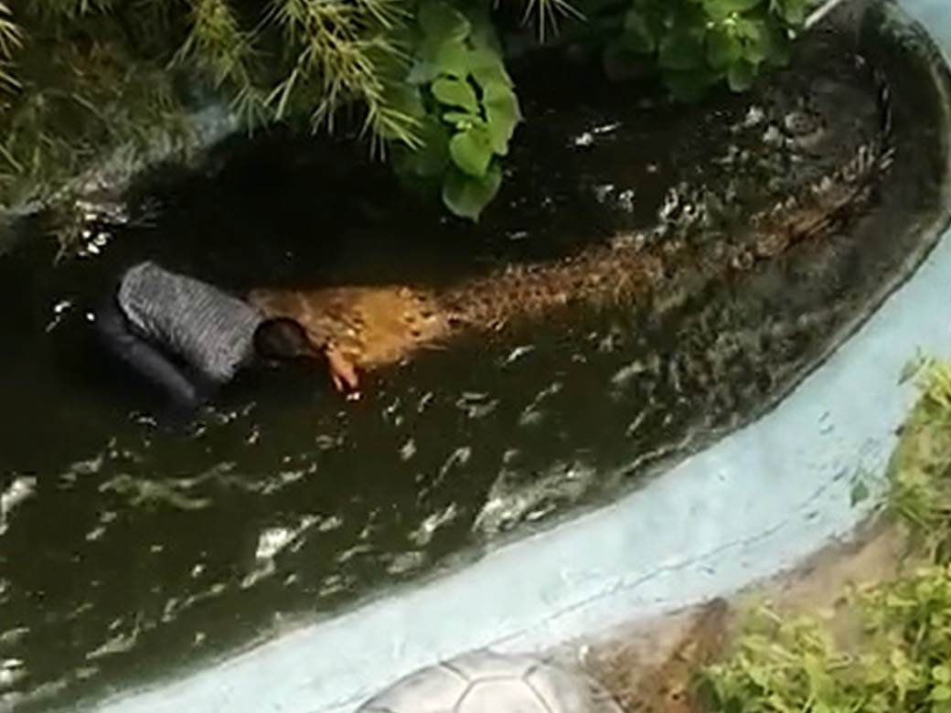 selfi sa krokodilom jeziv snimak selfi sa krokodilom jeziv snimak