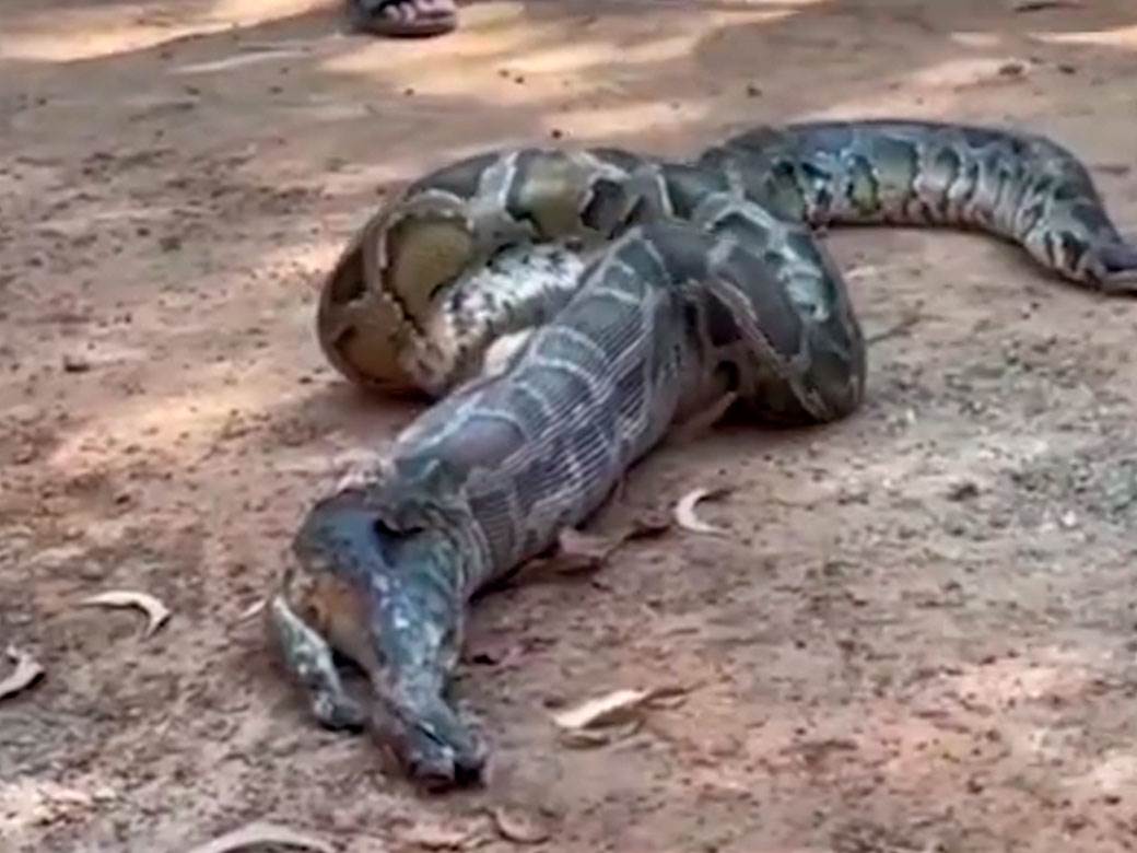  Dečak iz Australije je preživeo napad ogromne zmije 