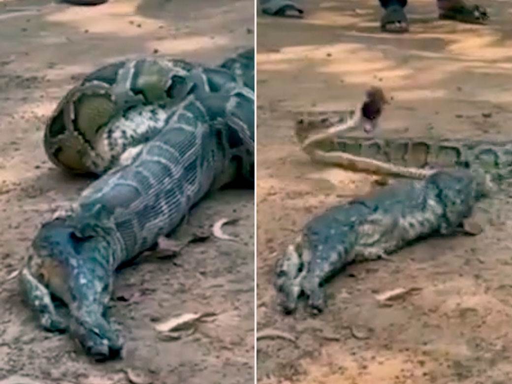 piton ispljunuo macku piton ispljunuo macku