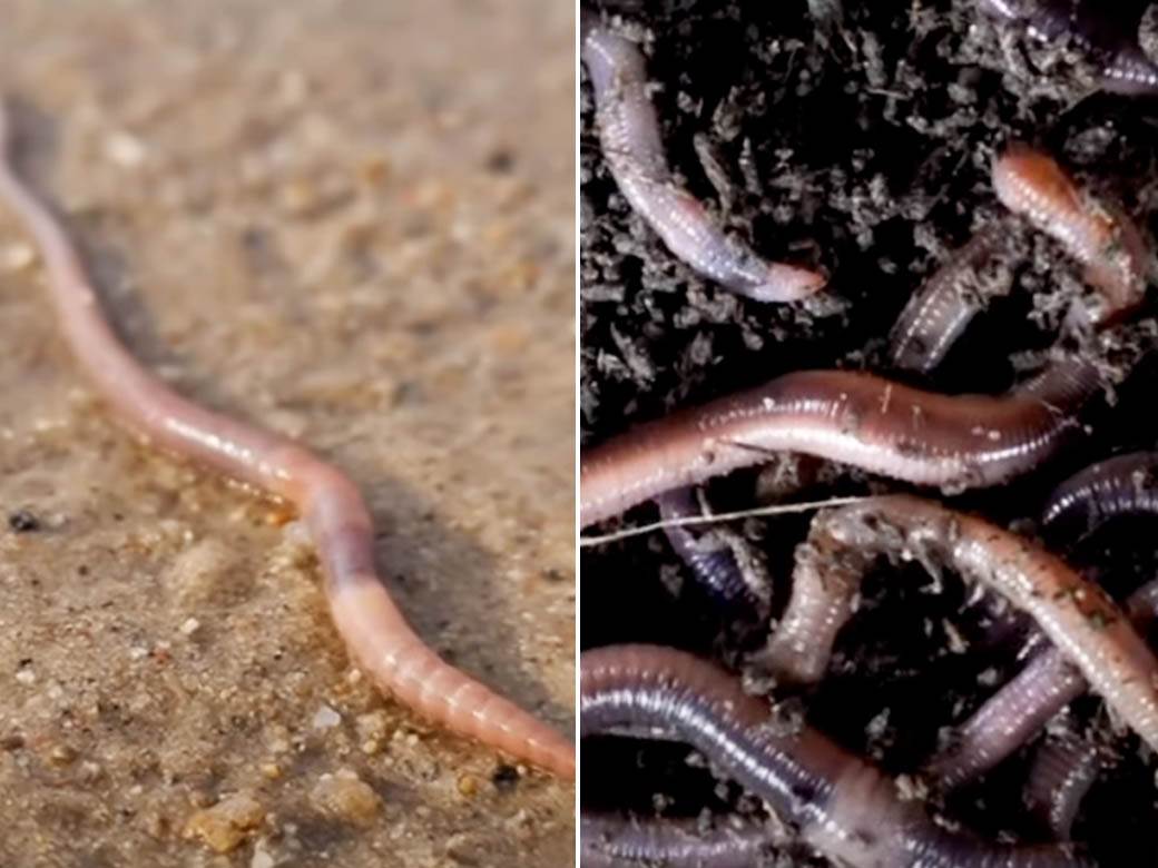  Naučnici u Australiji otkrili su izduženu stonogu milipeda 
