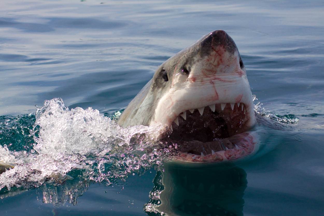  ajkula ubila italijana u kolumbiji 