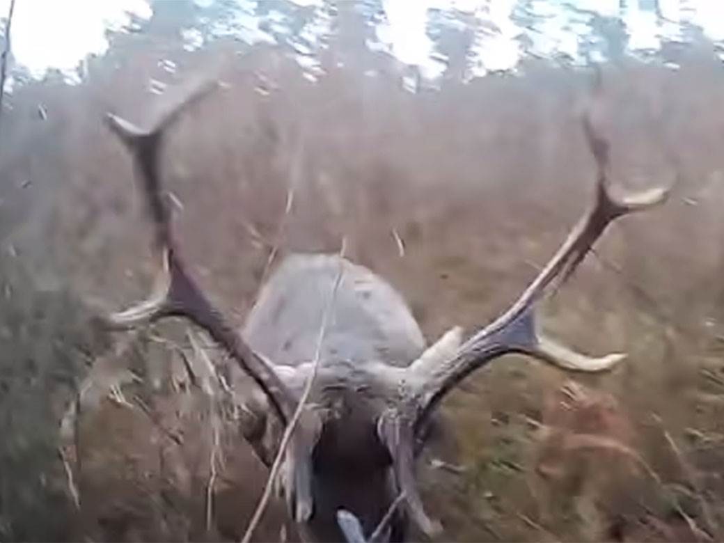  jelen napada covjeka u lovu 