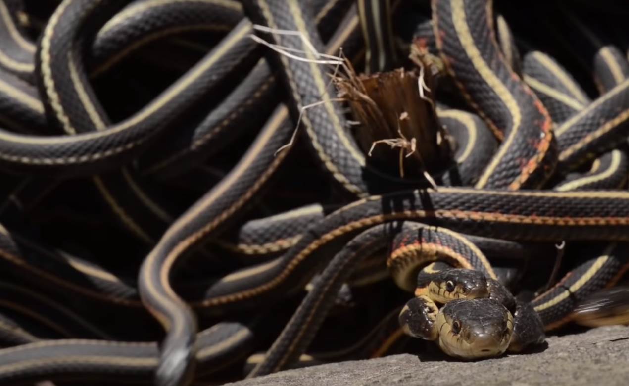  pronađen je mrtav u svojoj kući, okružen sa više od 125 zmija 