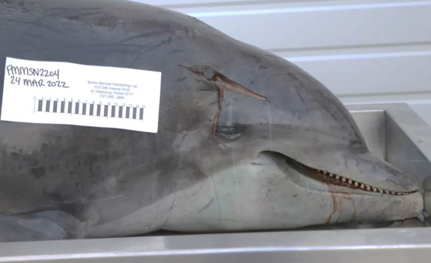  izboden delfin na floridi 