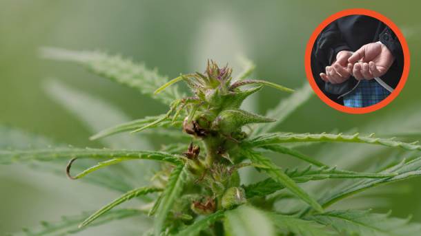  Kod Albanca nađeno 4,5 kilograma marihuane 