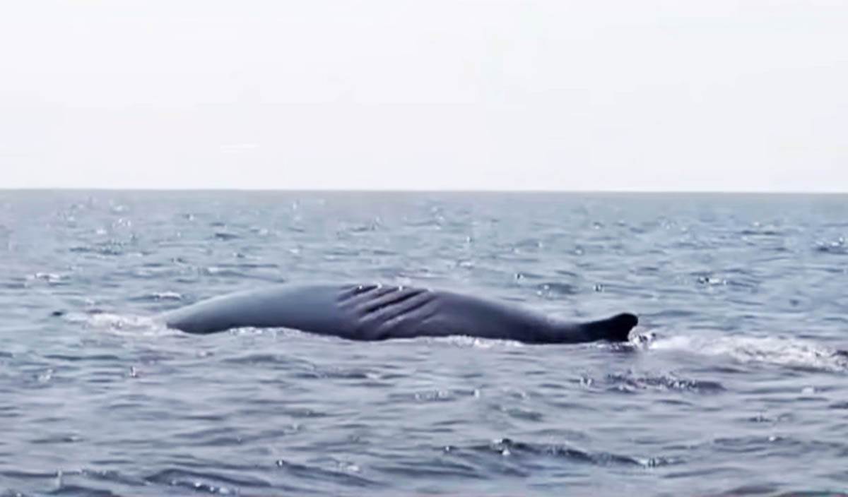  moreplovac snimio kita od 15 metara u jadranu  