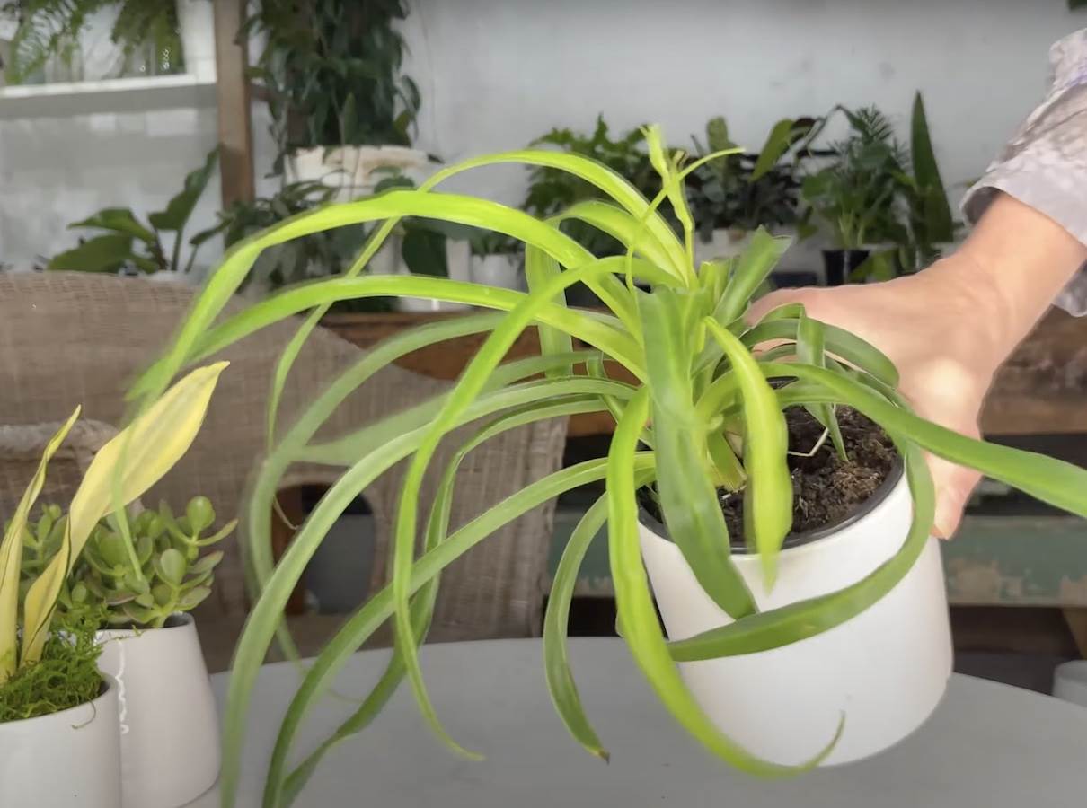  trik koji ce vam spasiti kucno cvijece 