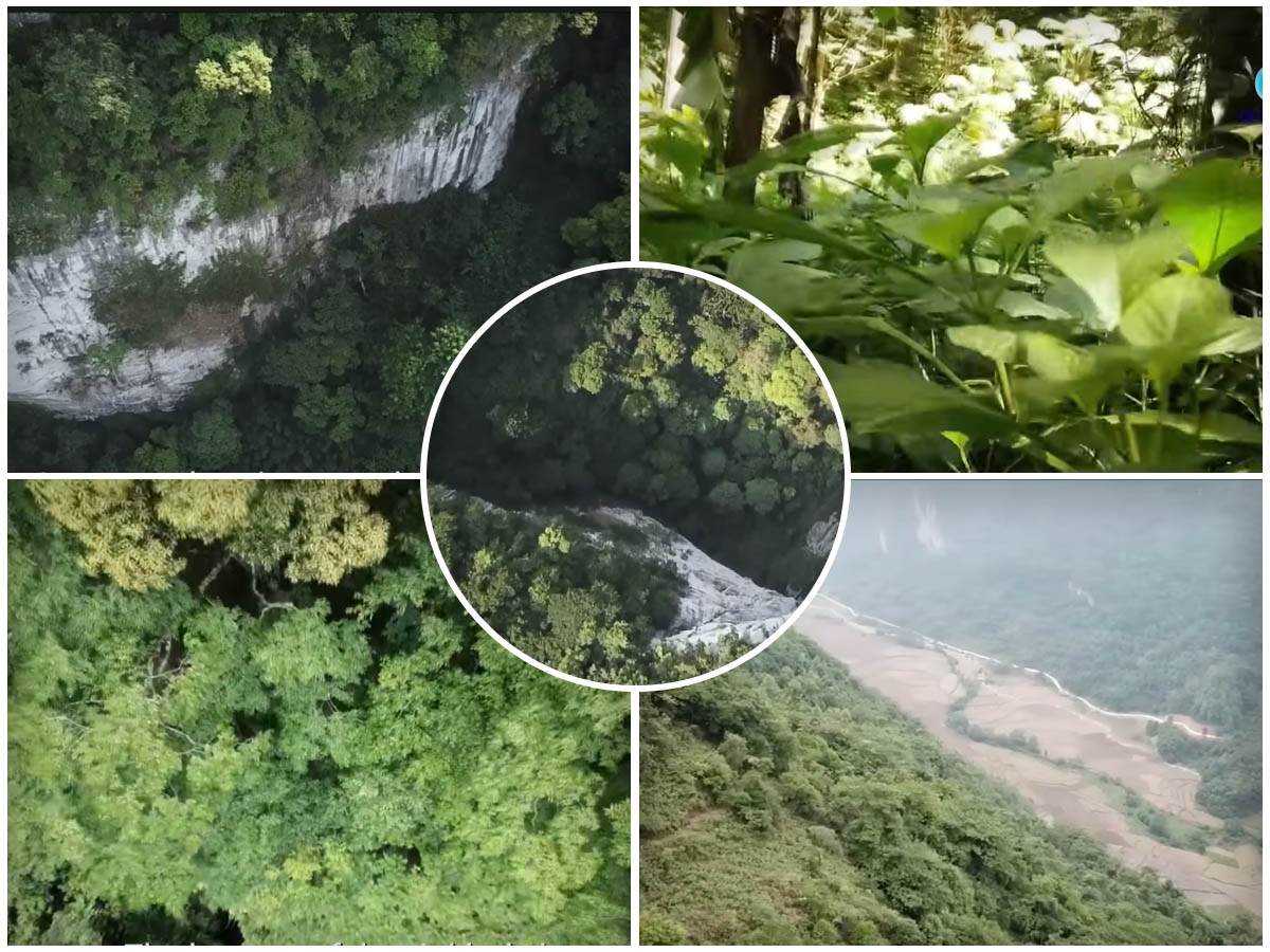  U Kini pronađena drevna šuma sa visokim stablima 
