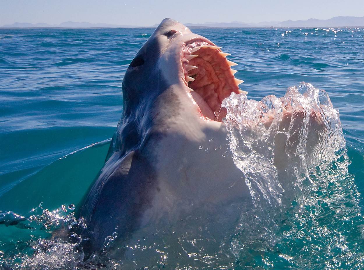  ronilac prezivio napad ajkule 