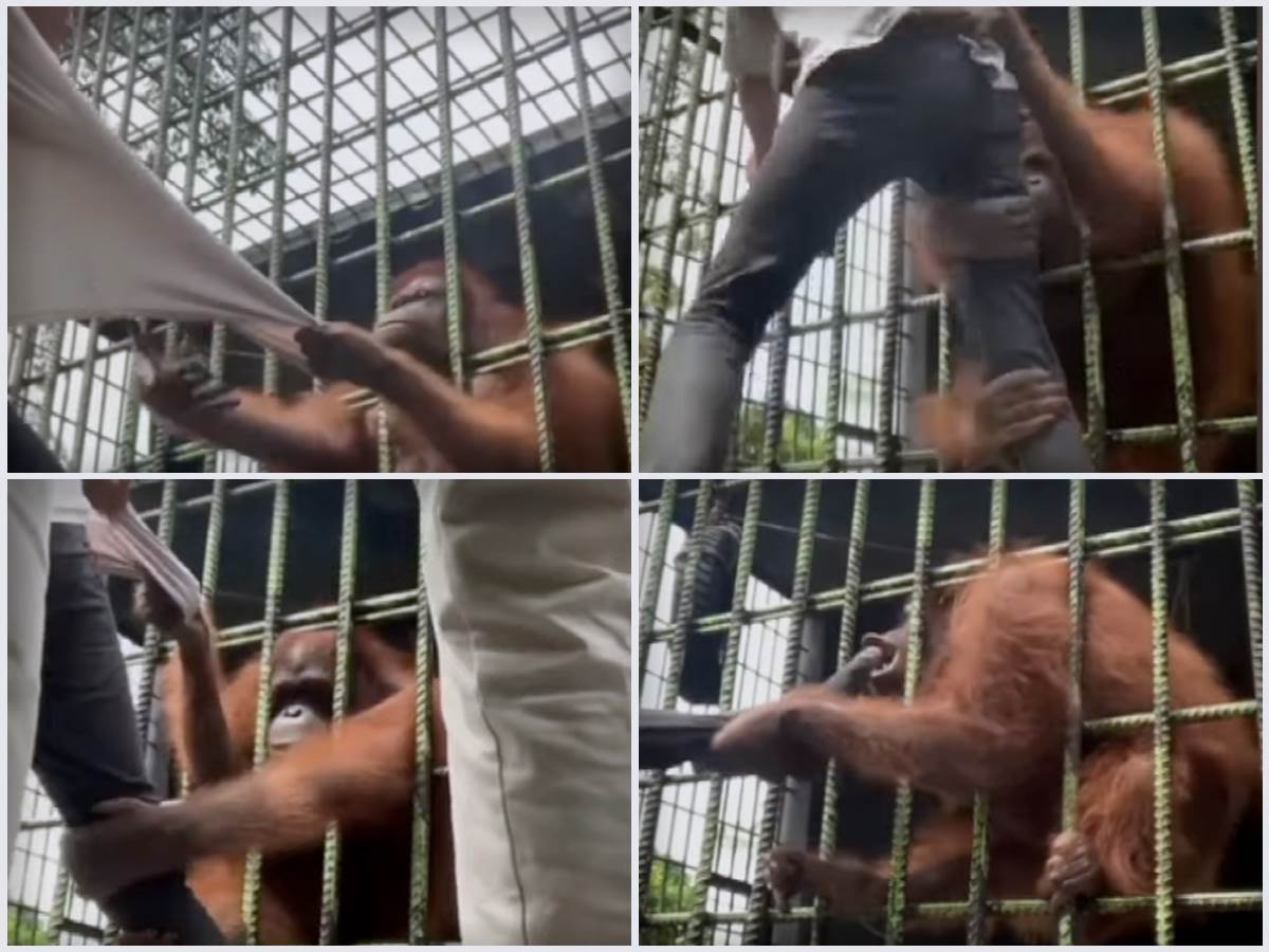  majmun napao covjeka u zooloskom vrtu 