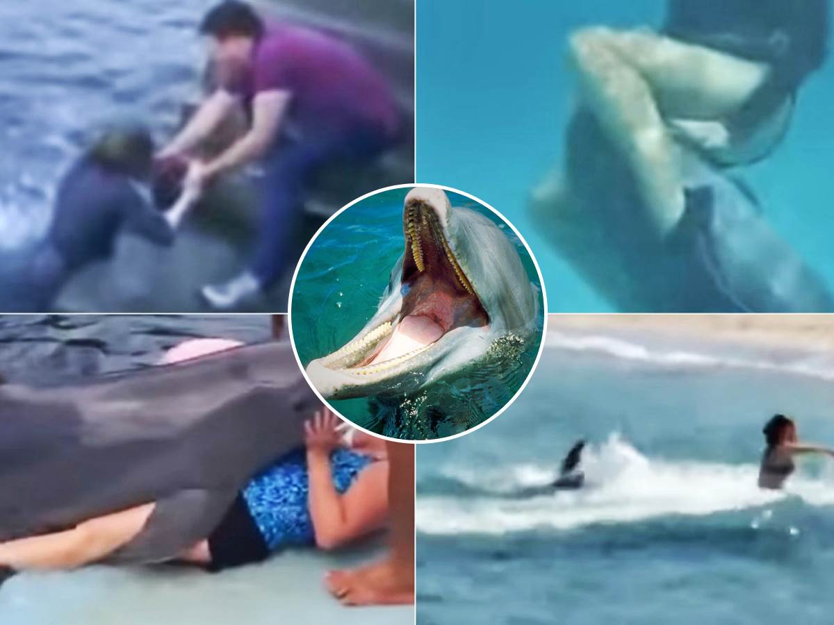  delfini napadju turiste 