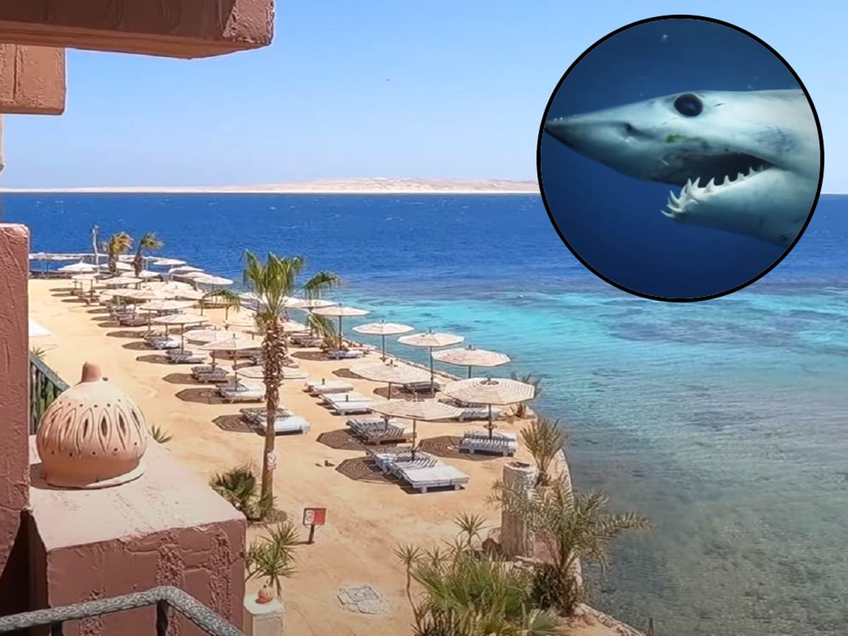  Objavljeni su novi detalji napada ajkula na turiste u Egiptu. 