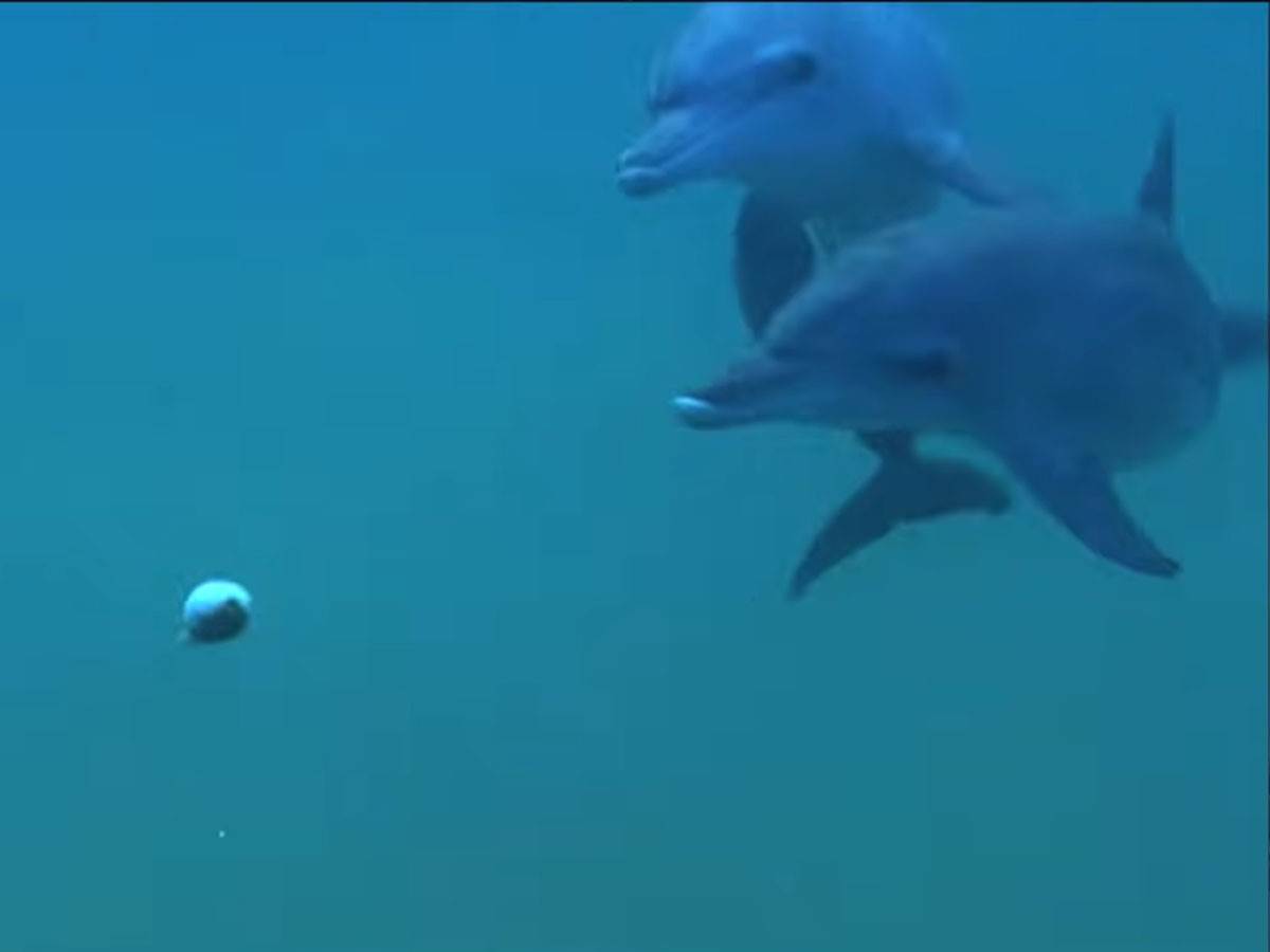  delfini koriste opijate 