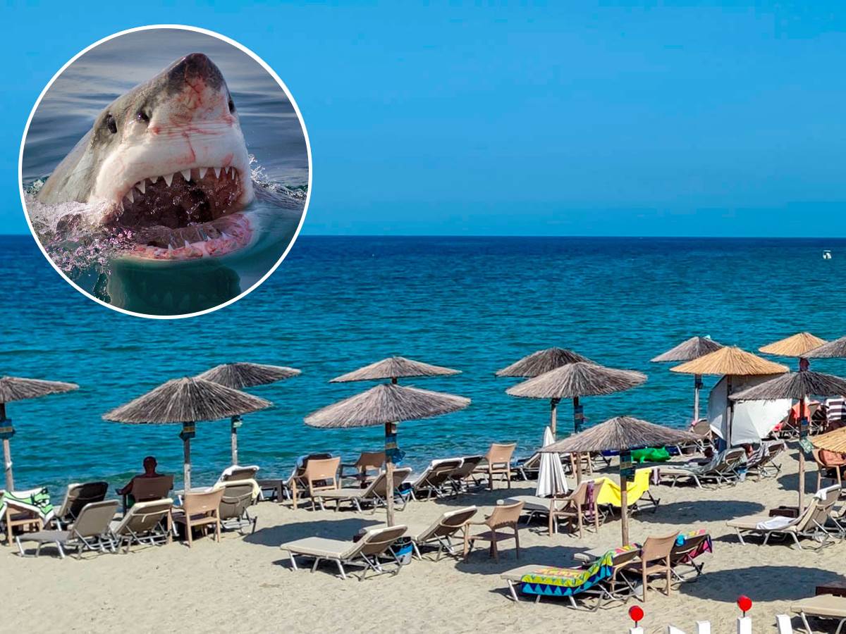 ajkula u barseloni ajkula u barseloni