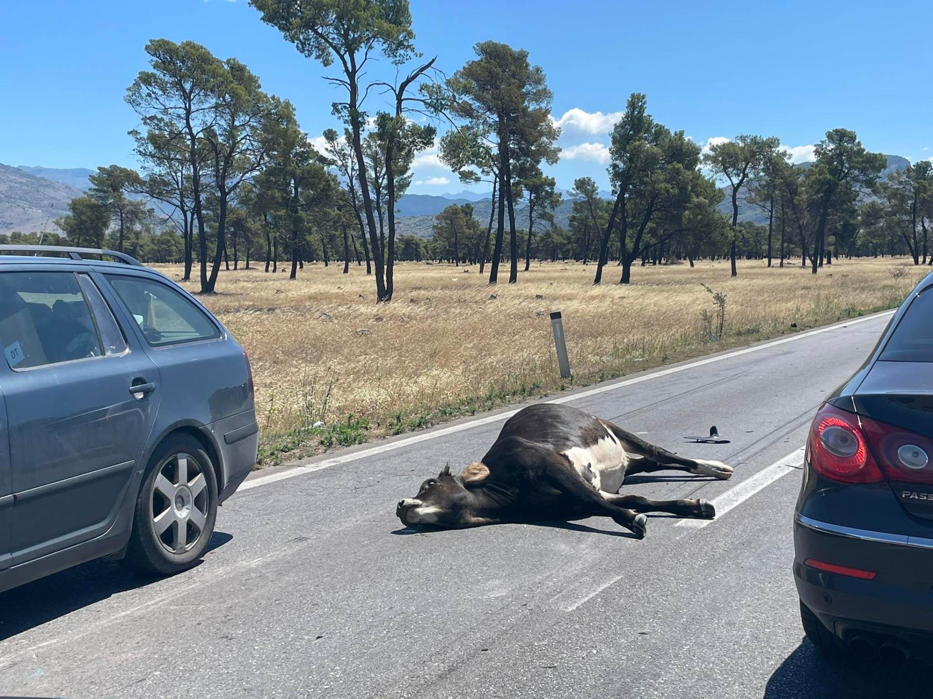  saobraćajna nezgoda krava stradala 
