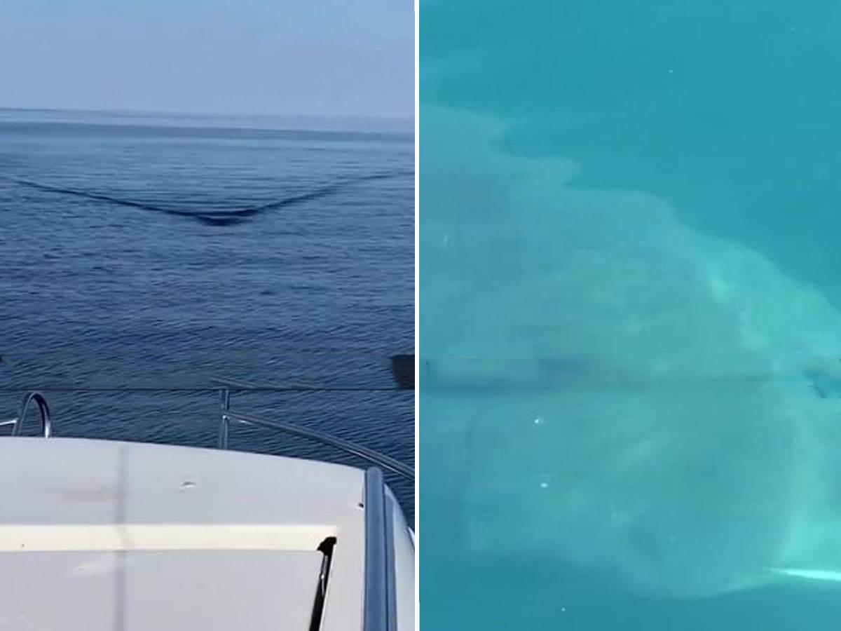 ajkula čovjek u čamcu ajkula čovjek u čamcu