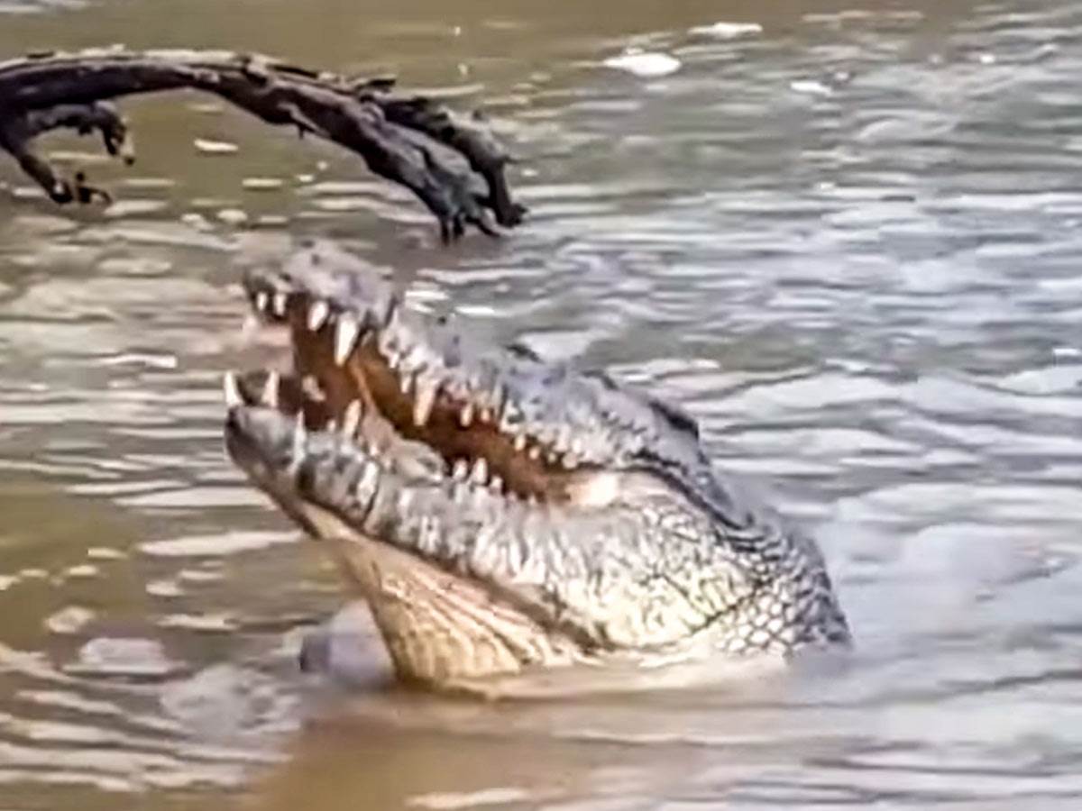  aligatori ubili zenu na floridi 