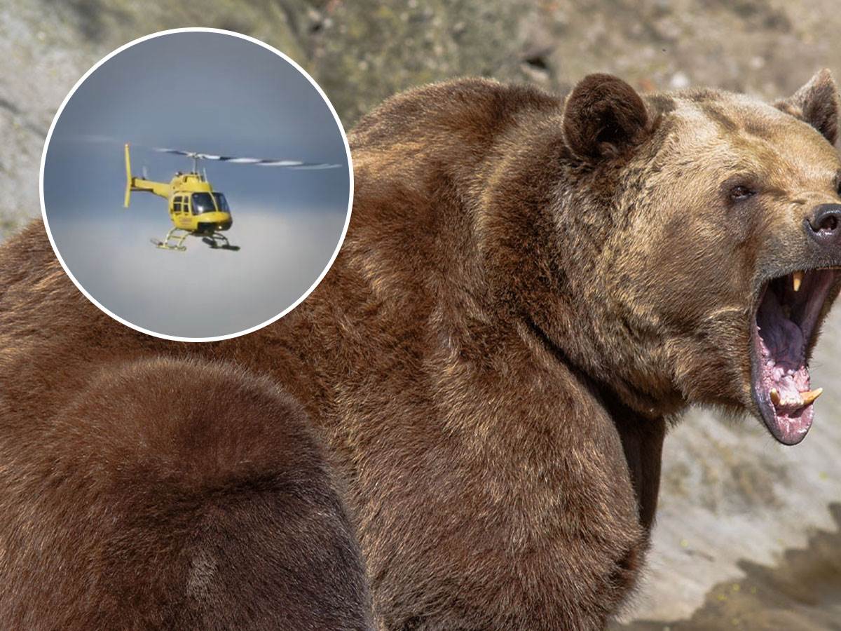 Medvedi su rasparčali i pojeli par ruskih bogataša 