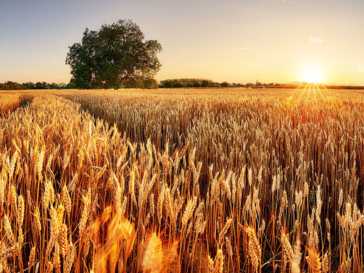  Ukida se zabrana izvoza pšenice i kukuruza u Srbiji 
