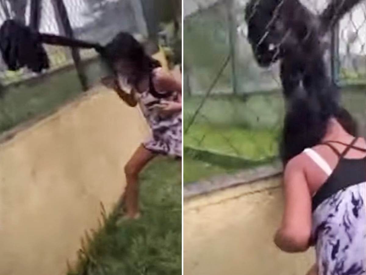  majmun napao djevojcicu u zoo vrtu 