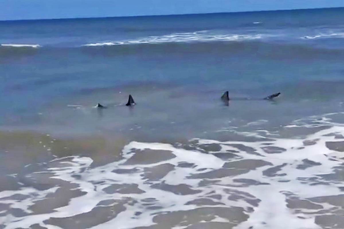  Dramatični snimak prikazuje dve velike ajkule u veoma plitkim vodama tik uz plažu na FloridI! 