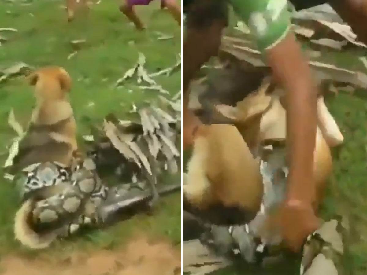  Grupa dječaka je uhvatila ogromnu zmiju koja je pokušavala da ubije njihovog psa! 
