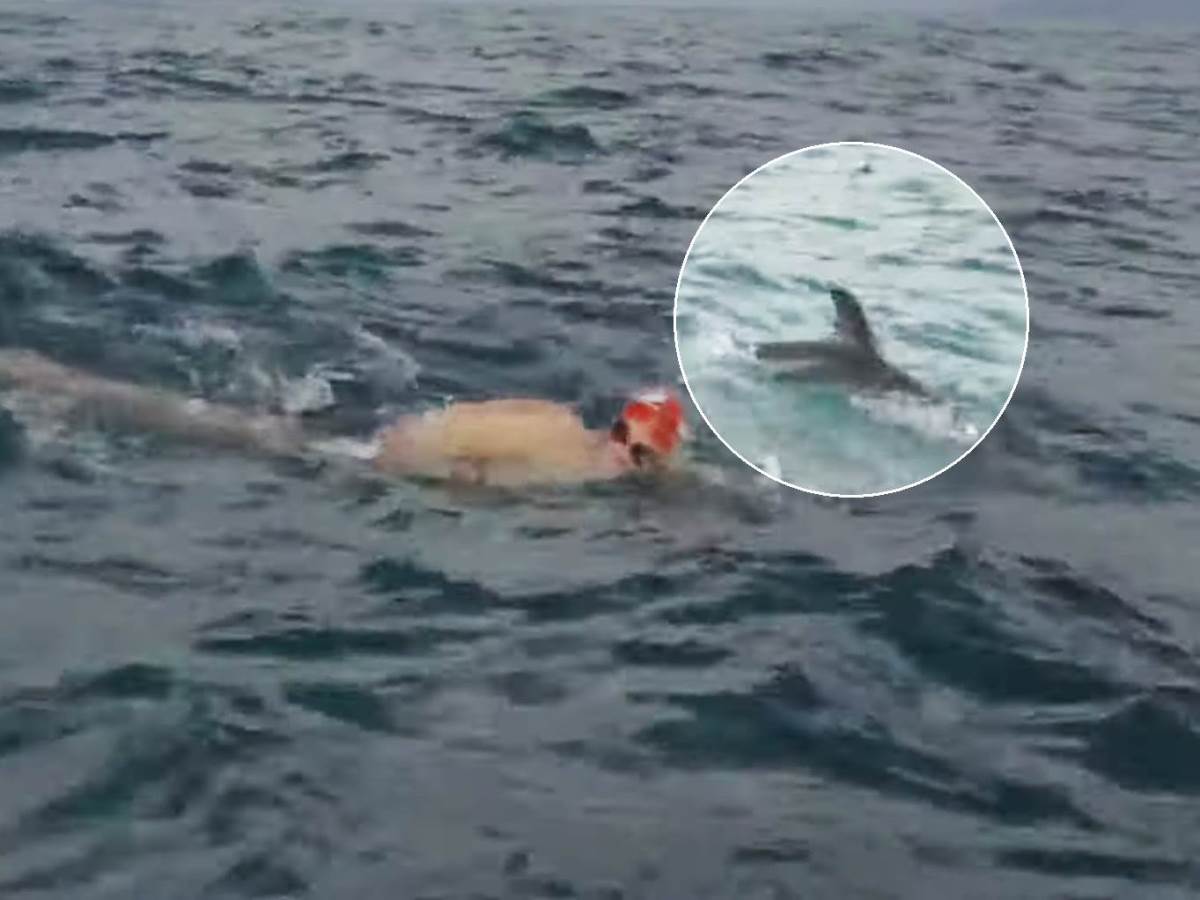  Britanski plivač kaže da ga je od ajkule spasilo jato delfina koje je kružilo oko njega! 