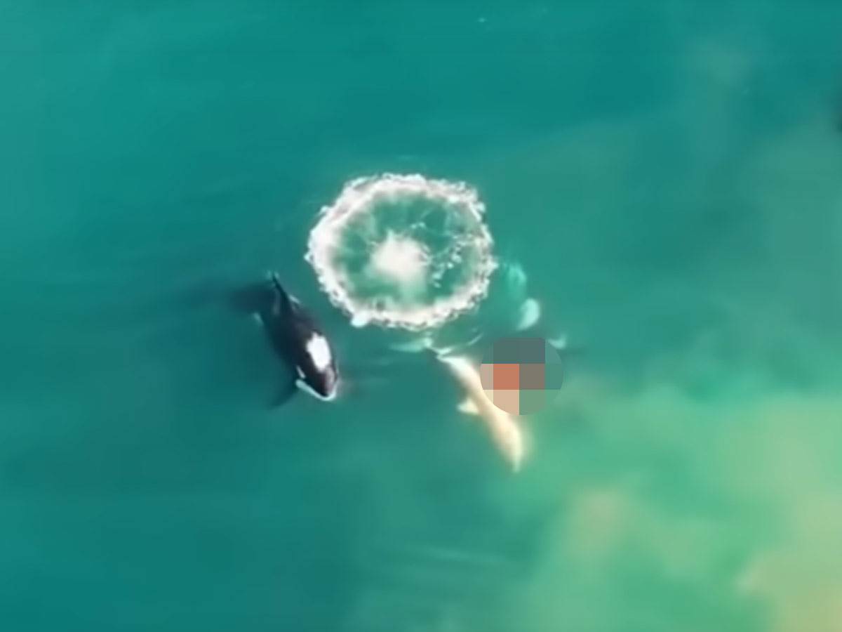  Snimljena je šokantna situacija iz prirode gde se vide tri orke kako proždiru veliku belu ajkulu! 