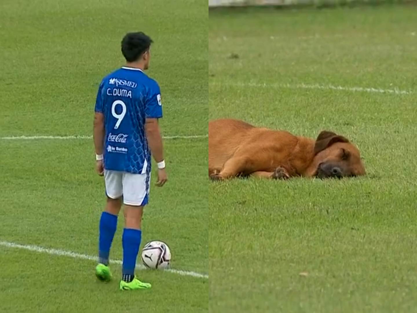  pas spava na fudbalskom  terenu 