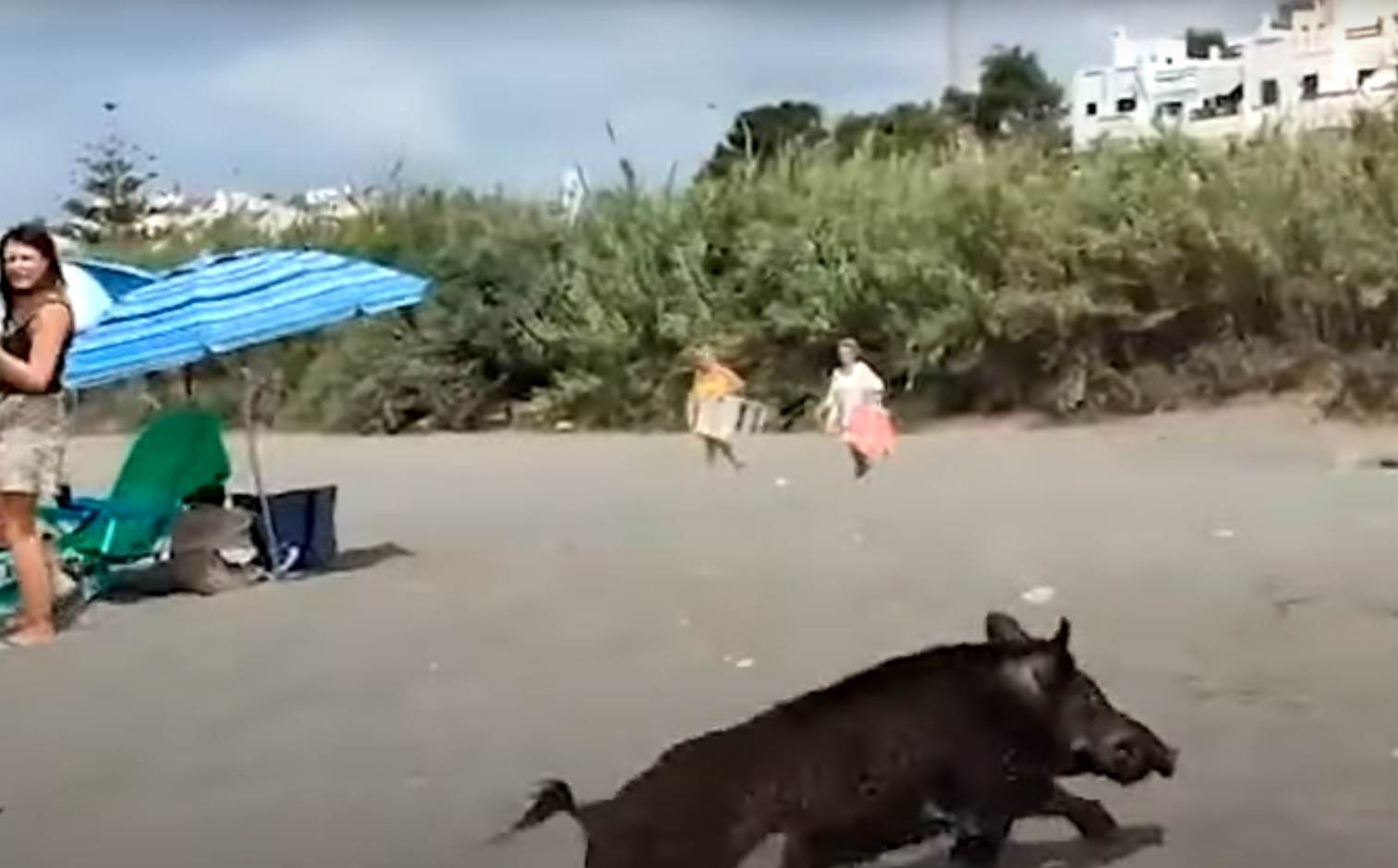  Divlja svinja uplašila je turiste u spaniji 