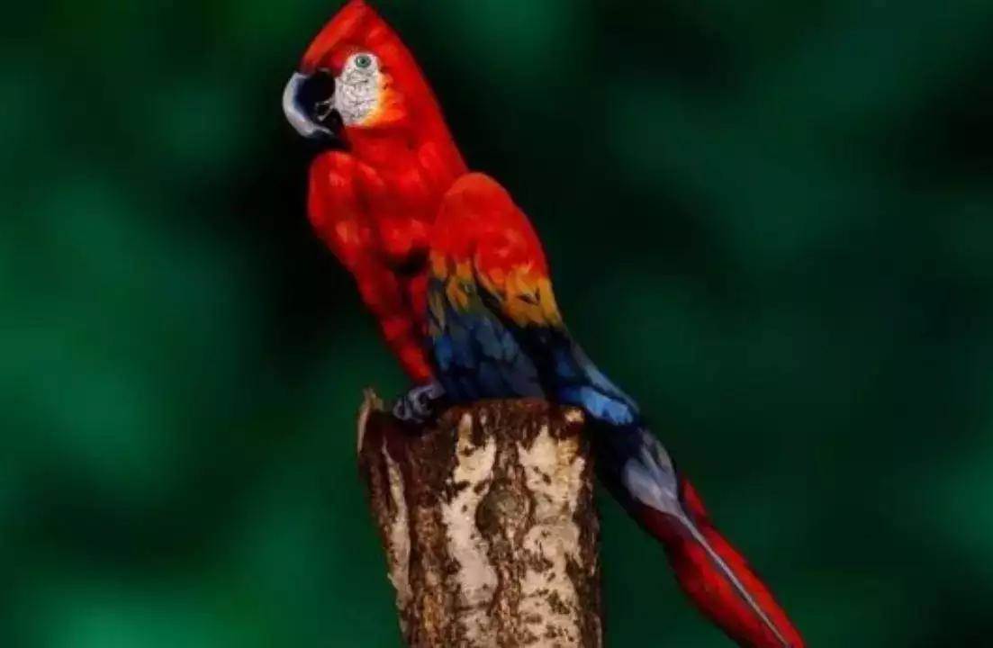  Optička iluzija koja je zaludela Internet, pronađite ženu na slici papagaja! 