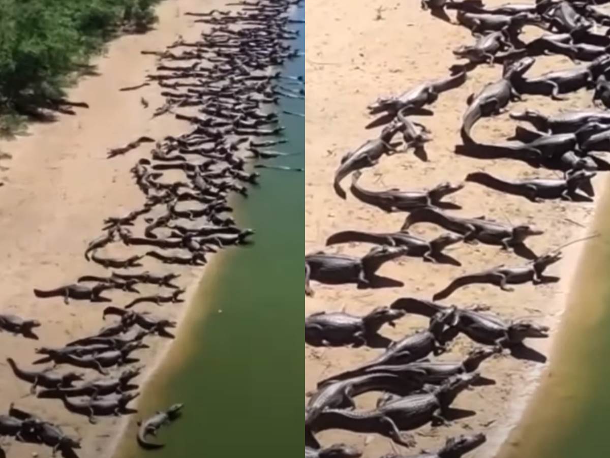  Video snimci na kojima se vidi na hiljade krokodila na plaži u Brazilu postali su viralni! 