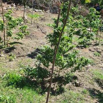  pronađena plantaža marihuane u Kotoru 