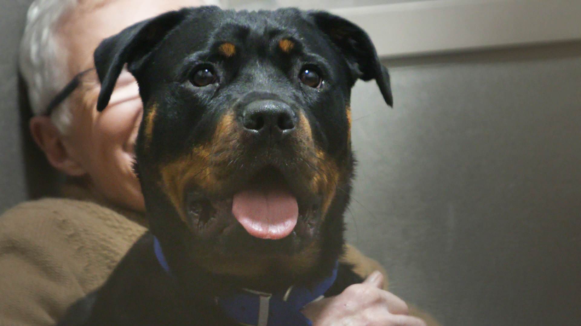  Rotvajleri rastrgli dječaka (2) dok je dadilja spavala: Horor u vrtiću, dijete nasmrt izujedano 