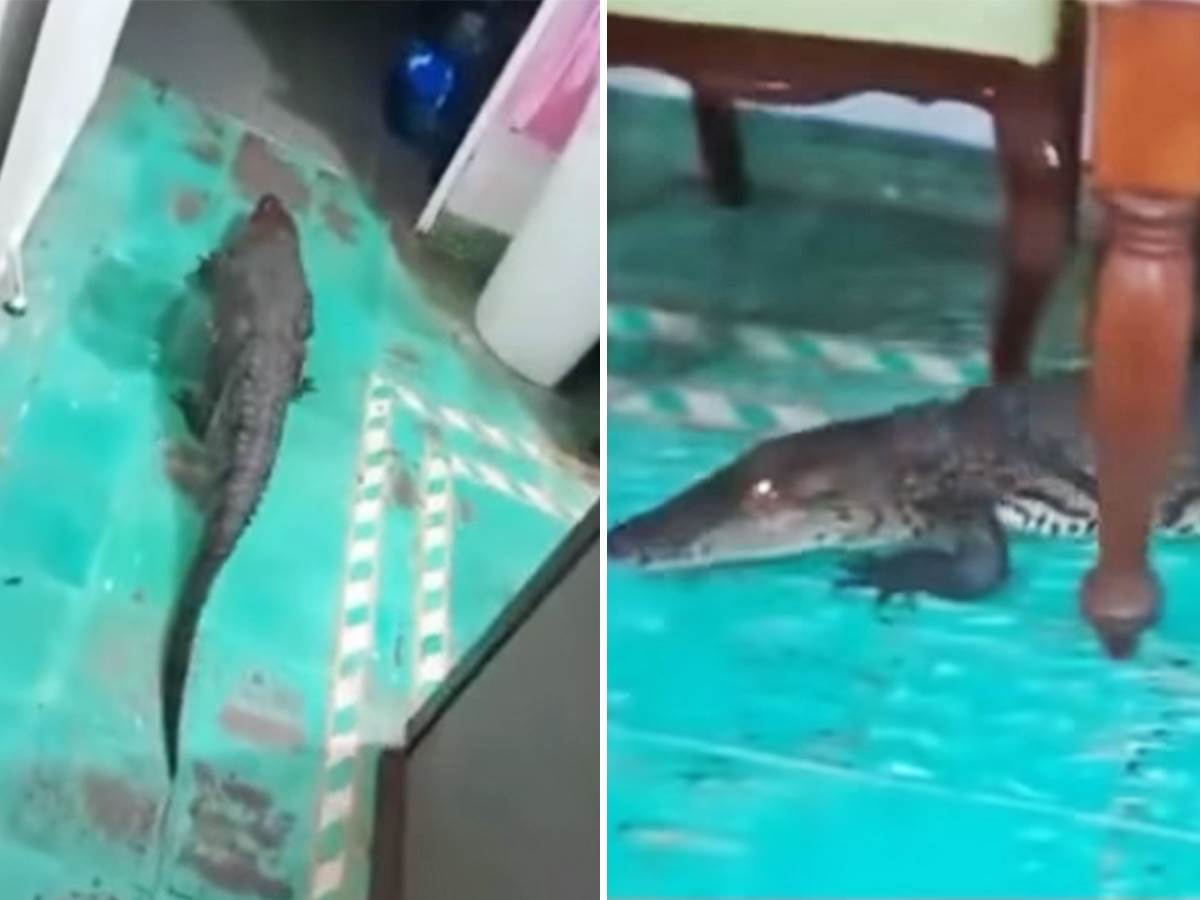  Jedna žena je u svojoj kući u Meksiku pronašla neočekivanog gosta - aligatora! 