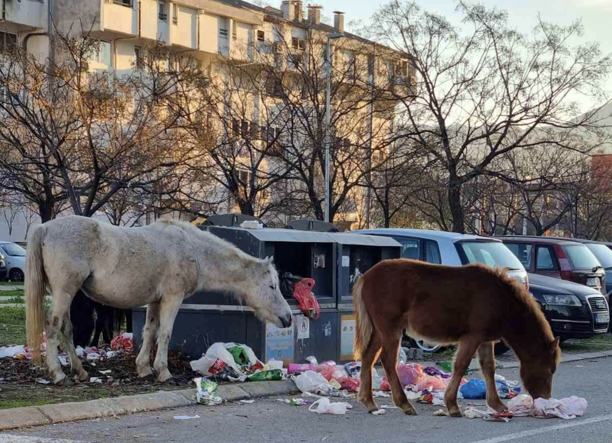  konji pusteni da se sami snalaze za hranu u podgorici  