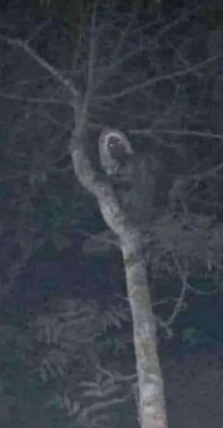 predjsednik meksika objava jezive slike   predjsednik meksika objava jezive slike