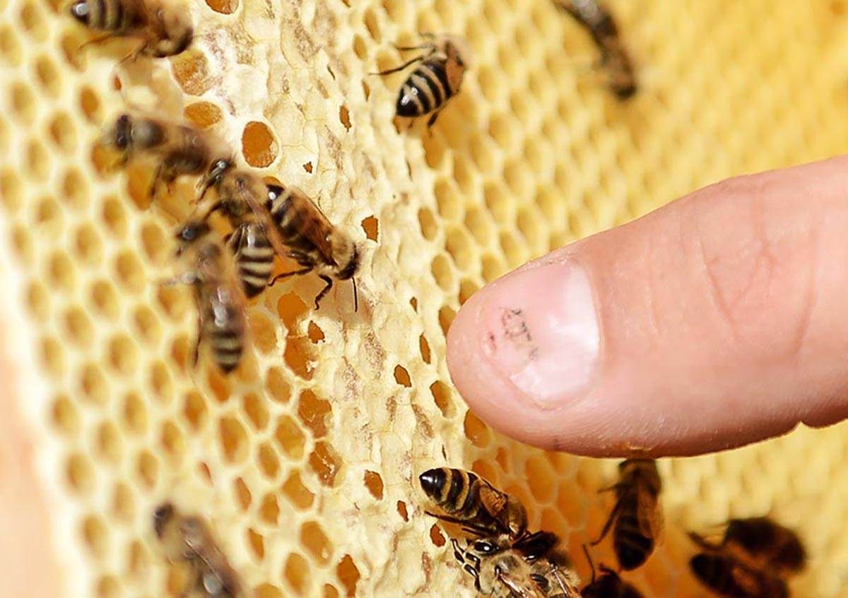  Šta raditi kada vas ujede osa ili pčela 
