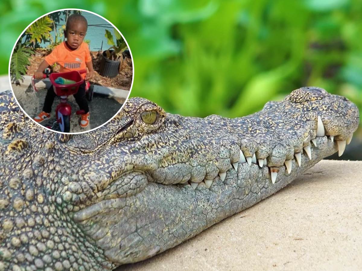  Policija na Floridi pucala u aligatora 