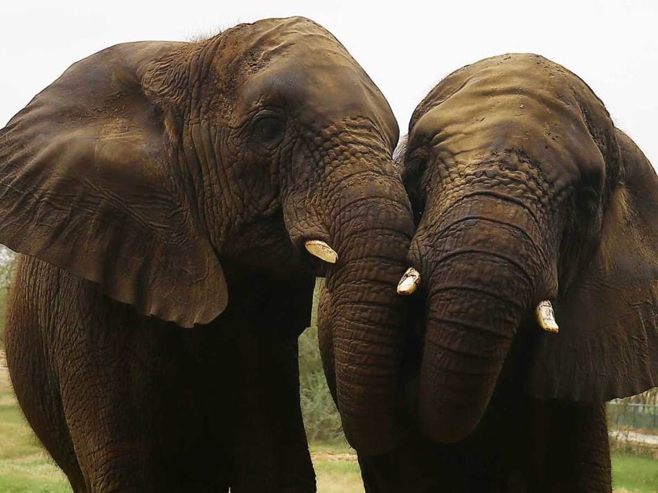  Slonovi su izgubili skoro dvije trećine svog staništa širom Azije 