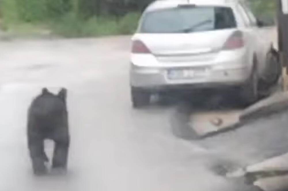  Medved šeta Sarajevom 