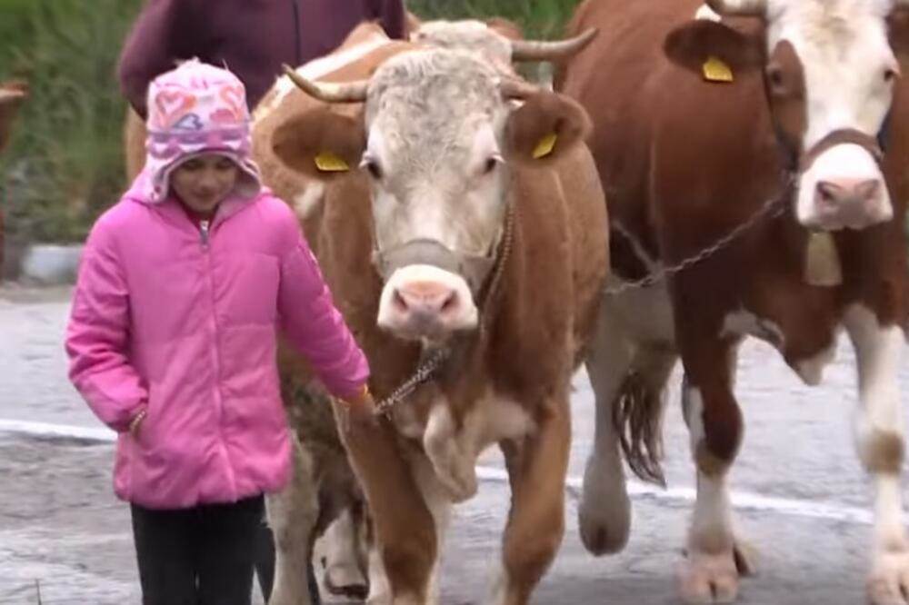  Pastirica koja ima samo 9 godina 