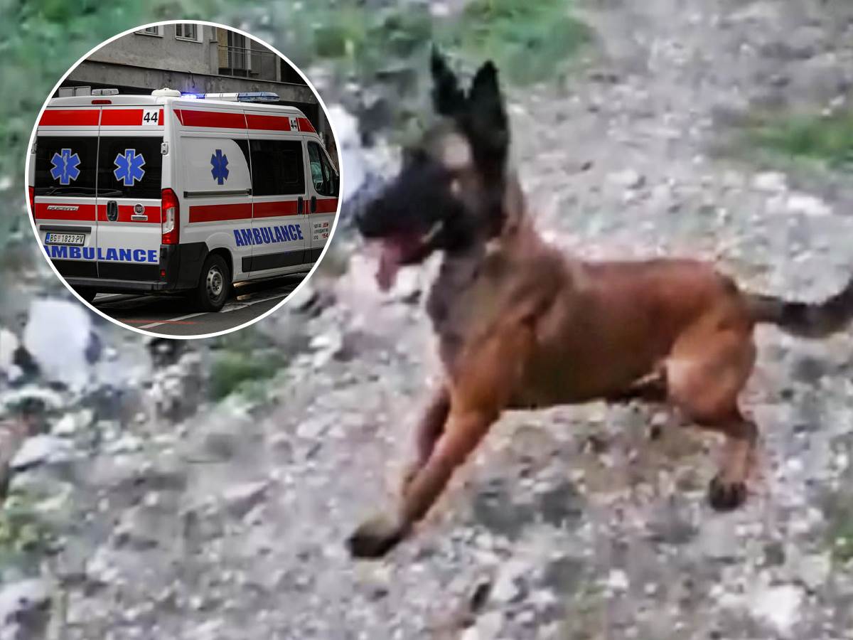  napad psa u Beogradu 