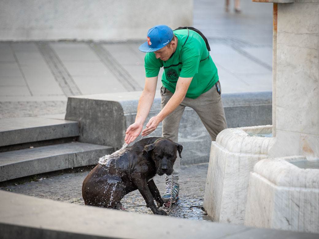  Šta uraditi pregrijanom psu 
